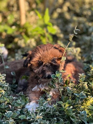 Lhasa apso pups teefjes beschikbaar voor biedingen
