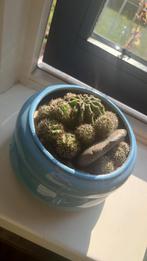 Cactussen met de pot, Ophalen of Verzenden, Overige soorten, Minder dan 100 cm