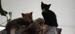 Lieve kittens, Dieren en Toebehoren, Katten en Kittens | Overige Katten, Meerdere dieren