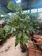 Schlefflera Amate 230cm, Ophalen
