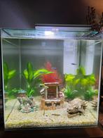 Aquarium compleet, maar zo der de vissen, Ophalen, Gebruikt, Gevuld zoetwateraquarium