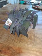 Tradescantia pallida ' purple heart', Huis en Inrichting, Kamerplanten, Ophalen of Verzenden, Overige soorten, Minder dan 100 cm