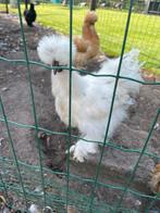 Zijdehoen/ zijdehoender haan gratis, Dieren en Toebehoren, Mannelijk, Kip