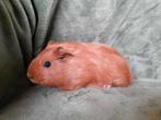Jonge cavia's, Dieren en Toebehoren, Knaagdieren, Oktober, Meerdere dieren, Cavia