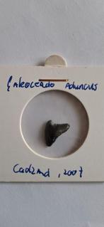 Fossiele haaientand - Galeocerdo aduncus, Ophalen of Verzenden, Fossiel
