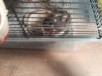 Man hamster, Mannelijk, Hamster, Na 1 juli 2024, Tam