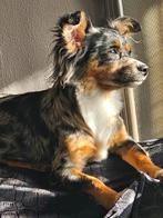 Prachtige langharige chihuahua mix pup Blue Merle, Dieren en Toebehoren, Honden | Chihuahua's en Gezelschapshonden, Particulier