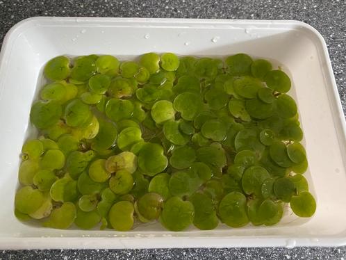 Amazone Kikkerbeet,Limnobium Laevigatum drijfplanten, Dieren en Toebehoren, Vissen | Aquaria en Toebehoren, Nieuw, Plant(en), Steen of Hout