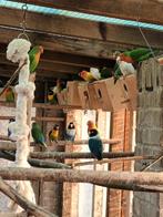 Agapornis, Dieren en Toebehoren, Vogels | Parkieten en Papegaaien, Dwergpapegaai of Agapornis