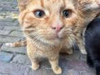 Gratis boerderijkatten vier maanden oud, Dieren en Toebehoren, Katten en Kittens | Overige Katten, Kater