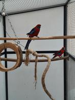 Penanten wildkleur, Dieren en Toebehoren, Vogels | Parkieten en Papegaaien, Meerdere dieren, Parkiet, Geringd