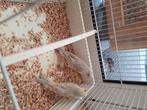 Prachtige kanarie man Opaal geel mozaïek !!!!!, Dieren en Toebehoren, Mannelijk, Kleurkanarie