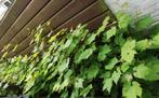 Druifboom planten, Ophalen, Minder dan 100 cm, Overige soorten, Lente