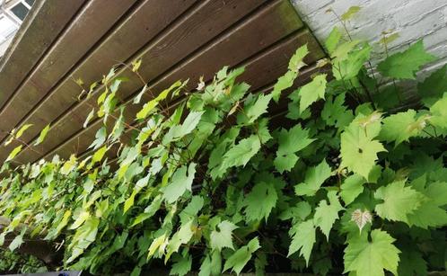 Druifboom planten, Tuin en Terras, Planten | Fruitbomen, Overige soorten, Minder dan 100 cm, Lente, Ophalen