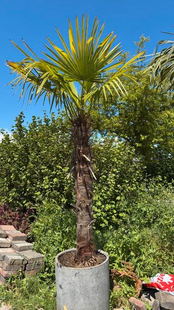 Mooie lange palm boom winterhard in pot beschikbaar voor biedingen