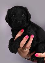 Huiskamer nest labradoodle pups nog 3 reutjes beschikbaar, Dieren en Toebehoren, Honden | Retrievers, Spaniëls en Waterhonden