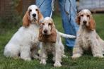 Spaniel pups, Dieren en Toebehoren, Particulier, Rabiës (hondsdolheid), Overige rassen, 8 tot 15 weken
