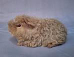 Jong Merino beertje - beige otter, Dieren en Toebehoren, Cavia, Mannelijk, Tam, Oktober