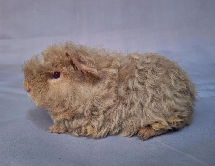 Jong Merino beertje - beige otter, Dieren en Toebehoren, Knaagdieren, Mannelijk, Cavia, Oktober, Tam