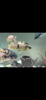 Cichliden koppel, Dieren en Toebehoren, Vissen | Aquariumvissen, Vis