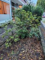 Gratis tuinplanten Rhodondendron, Tuin en Terras, Planten | Tuinplanten, Ophalen, Overige soorten, Halfschaduw