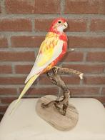 Prachtige opgezette goudmantel rossella, Ophalen of Verzenden, Nieuw, Vogel, Opgezet dier