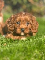 Te koop mooie Cavapoo pups, Nederland, CDV (hondenziekte), 8 tot 15 weken, Meerdere
