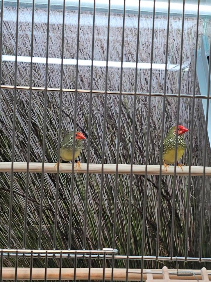 koppel binze astrilde, Dieren en Toebehoren, Vogels | Overige Vogels, Tropenvogel, Meerdere dieren, Geringd