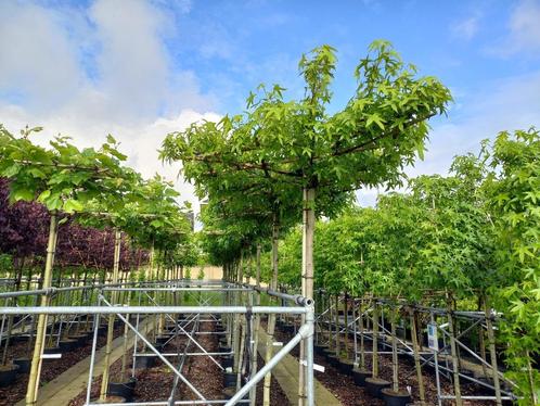 dak plataan of dak Liquidambar, Tuin en Terras, Planten | Bomen, Volle zon, Ophalen