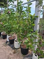 mooie meerstammige magnolia Magnolia 'Heaven Scent' , Overige soorten, Lente, Ophalen, Volle zon