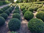 ilex crenata convexa, Tuin en Terras, Planten | Struiken en Hagen, Ophalen, Hulst, Minder dan 100 cm