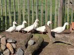 Witte mandarijneenden juni '25, Dieren en Toebehoren, Pluimvee, Meerdere dieren, Eend