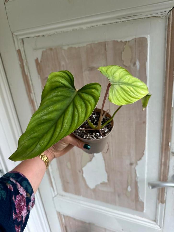 Philodendron Plowmanii - Zeldzame kamerplant!, Huis en Inrichting, Kamerplanten, Ophalen of Verzenden