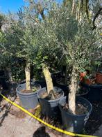 Olijf bomen stam 90/100 dan de kruin super prijs 99,50, Tuin en Terras, Planten | Bomen, 100 tot 250 cm, Olijfboom, Ophalen, Volle zon