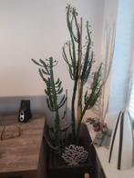 Grote Cactus, Huis en Inrichting, Kamerplanten, Ophalen, Cactus, Volle zon, Minder dan 100 cm