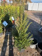 Taxus Baccata - Venijnboom in pot, Bloeit niet, Halfschaduw, Overige soorten, 100 tot 250 cm