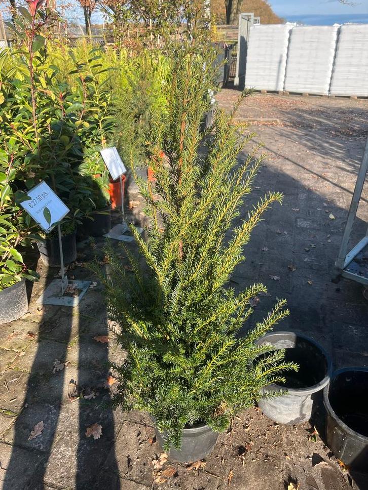 Taxus Baccata - Venijnboom in pot, Tuin en Terras, Planten | Bomen, Overige soorten, 100 tot 250 cm, Halfschaduw, Bloeit niet