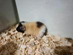 Super lief jong US Teddy cavia beertje, Cavia, Mannelijk, Mei, Tam