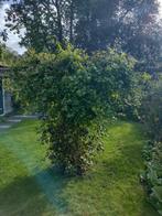 bosrank, clematis - grote struik, Tuin en Terras, Ophalen, Overige soorten, Struik, 100 tot 250 cm