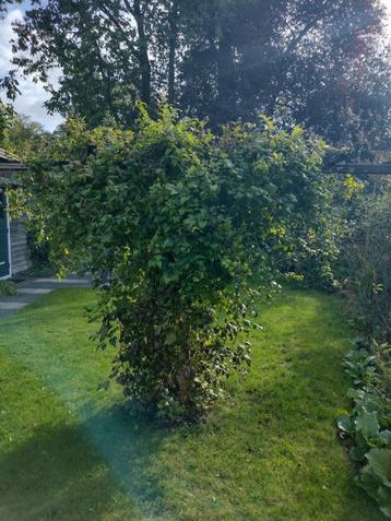 bosrank, clematis - grote struik beschikbaar voor biedingen