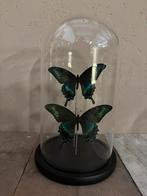 Mooie stolp met twee opgezette vlinders (Papilio Maackii), Ophalen of Verzenden, Nieuw, Insect, Opgezet dier