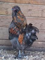 Zwerfkip & Zo zoekt een mooie plek voor deze kleine haan!, Dieren en Toebehoren, Pluimvee, Mannelijk, Kip