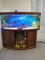 Complete Juwel 450 Vision malawi cichliden aquarium, Dieren en Toebehoren, Ophalen, Zo goed als nieuw, Gevuld zoetwateraquarium