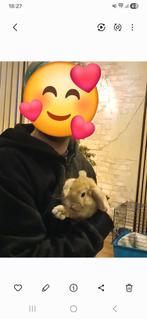 Jong konijntje, Dieren en Toebehoren, Konijnen, Mannelijk, Klein, Hangoor, 0 tot 2 jaar
