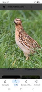 Kwartel, europese kwartel,veldkwartel,Coturnix Coturnix, Dieren en Toebehoren, Vogels | Overige Vogels, Meerdere dieren, Tropenvogel