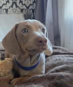 Isabella tan puppy's, Parvo, 8 tot 15 weken, Meerdere, Meerdere dieren