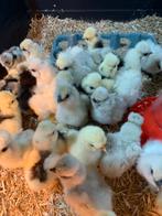 hen kuikens 🐥bijna 1 wk geent Usa zijdehoen hennen🍀, Dieren en Toebehoren, Pluimvee, Vrouwelijk, Kip