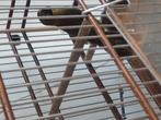Twatwa maximiliani, Dieren en Toebehoren, Mannelijk, Tropenvogel