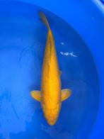 Diverse Japanse koi karper | Koikarpers  | Nisai vissen, Dieren en Toebehoren, Vissen | Vijvervissen, Karper of Koi