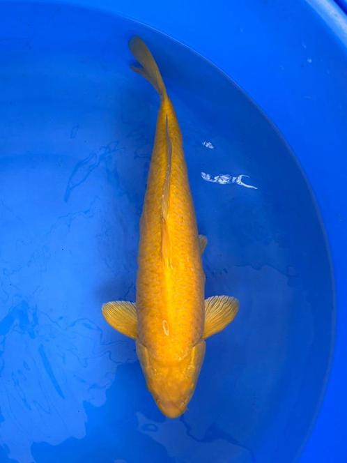 Diverse Japanse koi karper | Koikarpers  | Nisai vissen, Dieren en Toebehoren, Vissen | Vijvervissen, Karper of Koi